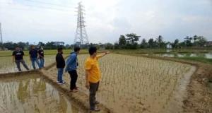 Sejumlah Petani Di Kampung Sentral Ngeluh, Bertahun- Tahun Sawah Aktif Terendam Banjir 3 Sejumlah Petani Di Kampung Sentral Ngeluh, Bertahun- Tahun Sawah Aktif Terendam Banjir