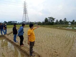 Sejumlah Petani Di Kampung Sentral Ngeluh, Bertahun- Tahun Sawah Aktif Terendam Banjir