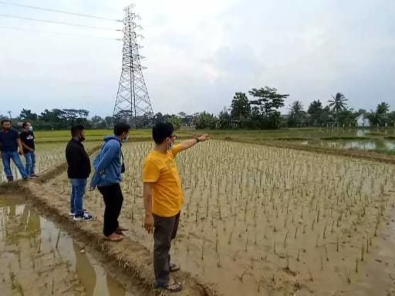 Sejumlah Petani di Kampung Sentral Ngeluh, Bertahun- tahun Sawah Aktif Terendam Banjir