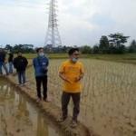Dinas Pertanian Lebak Akui Ada Penyempitan Saluran Dan Pernah Menggeruk Sedimentasi