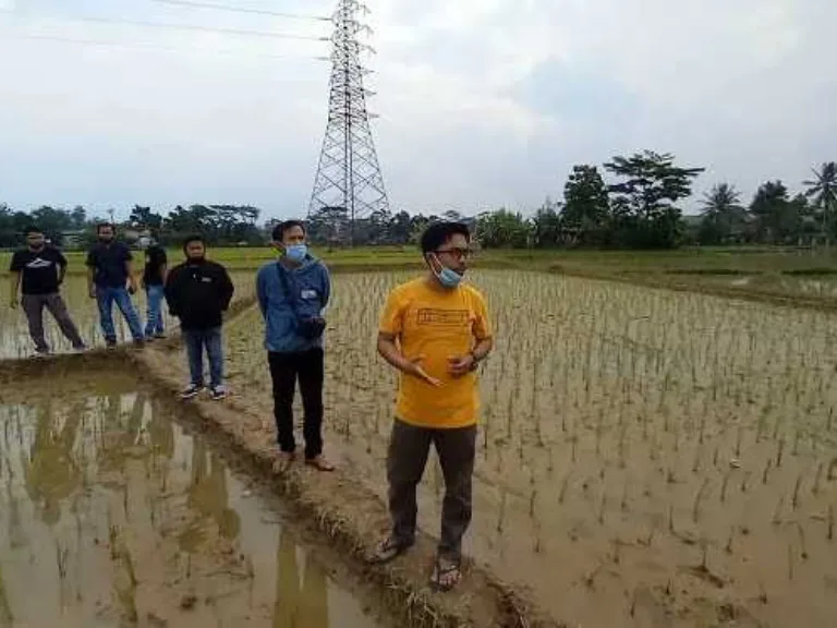 Dinas Pertanian Lebak Akui Ada Penyempitan Saluran dan Pernah Menggeruk Sedimentasi