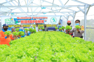 Lewat Program Electrifiying Agriculture, Pln Sumbang 4,85 Miliar 16 Lewat Program Electrifiying Agriculture, Pln Sumbang 4,85 Miliar