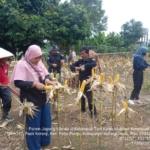 Gelar Panen Raya Jagung, Ayep Zaki Terus Bangun Ekosistem Pertanian Seluruh Indonesia