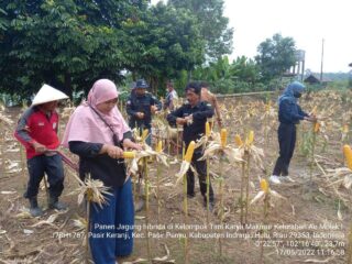 Gelar Panen Raya Jagung, Ayep Zaki Terus Bangun Ekosistem Pertanian Seluruh Indonesia