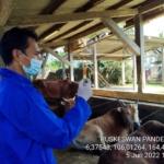 Cegah Penyakit Mulut Dan Kuku,Ini Yang Sudah Dilakukan Distapang Pandeglang