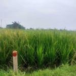 Pembebasan Lahan Oleh Pengembang Di Pantura Disambut Gembira