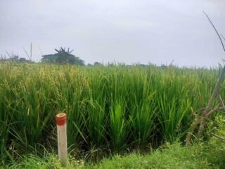 Pembebasan Lahan Oleh Pengembang Di Pantura Disambut Gembira