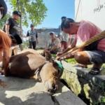 Keren...!Pjpt Peduli Warga Bagikan Hewan Kurban