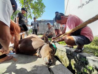 Keren...!Pjpt Peduli Warga Bagikan Hewan Kurban