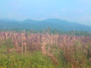 Diduga Alami Kebocoran, Pegiat Antikorupsi Dalami Kasus Bantuan Bibit Jagung Senilai Rp 6,4 Miliyar Di Dinas Pertanian