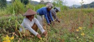Ayep Zaki Tampung Hasil Panen Kedelai Petani Manggarai Barat Ntt