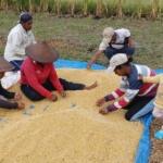 Ayep Zaki Tampung Hasil Panen Kedelai Petani Manggarai Barat Ntt