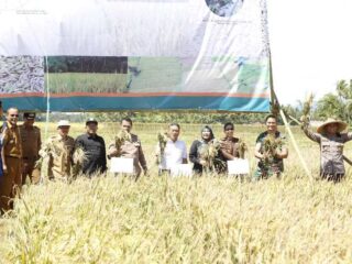 Kementan Gelar Panen Raya Padi Perdana 2023 Di Pandeglang