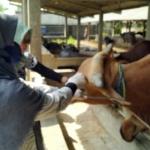 Capaian Layanan Kesehatan Hewan Ternak Puskeswan Pandeglang Meningkat Signifikan