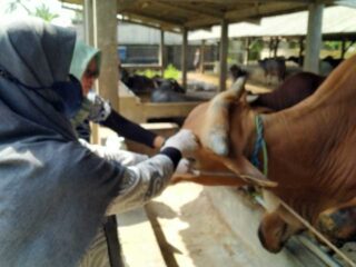 Capaian Layanan Kesehatan Hewan Ternak Puskeswan Pandeglang Meningkat Signifikan