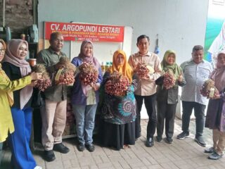 Bidang Tanaman Pangan Dan Hortikultura Belajar Budidaya Bawang Merah Di Kabupaten Brebes