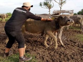 Beroperasi Sejak September 2022, Segini Cakupan Layanan Puskeswan Pembantu Cibaliung