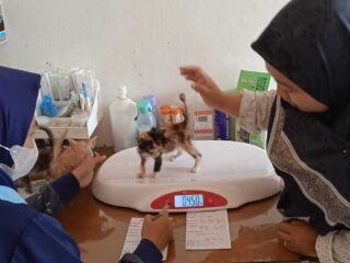 Sembilan Bulan Beroperasi, Segini Kinerja Layanan Puskeswan Pembantu Menes