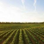 Ini Strategi Pemkab Pandeglang Antisipasi Dampak El Nino Di Sektor Pertanian