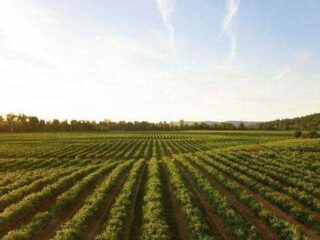 Ini Strategi Pemkab Pandeglang Antisipasi Dampak El Nino Di Sektor Pertanian