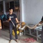 Ular Piton 3 Meter Masuk Pondok Pesantren Bina Insani Al-Barokah