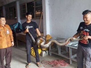 Ular Piton 3 Meter Masuk Pondok Pesantren Bina Insani Al-Barokah