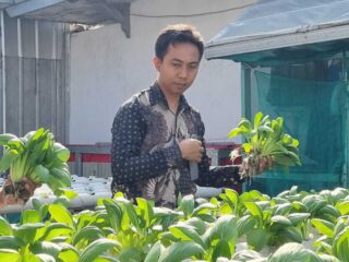 Berhasil, Lapas Indramayu Panen Sayuran Dari Metode Hidroponik