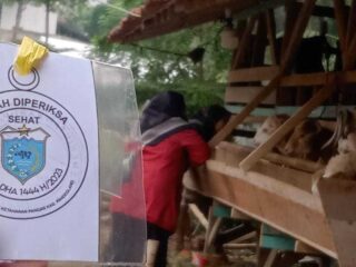 Menjelang Idul Adha 1444 H, Pemkab Pandeglang Gencarkan Pemeriksaan Kesehatan Hewan Kurban