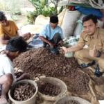 Panen Kumbili Melimpah Di Kecamatan Menes