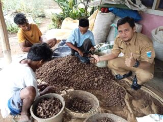 Panen Kumbili Melimpah Di Kecamatan Menes
