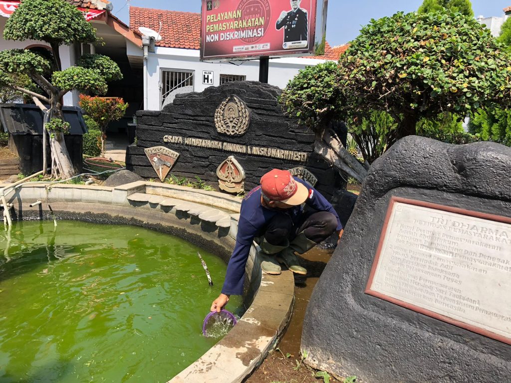 Warga Binaan Lapas Cirebon Bersihkan Kolam Ikan, Cek Keseruannya I Harian Terbit