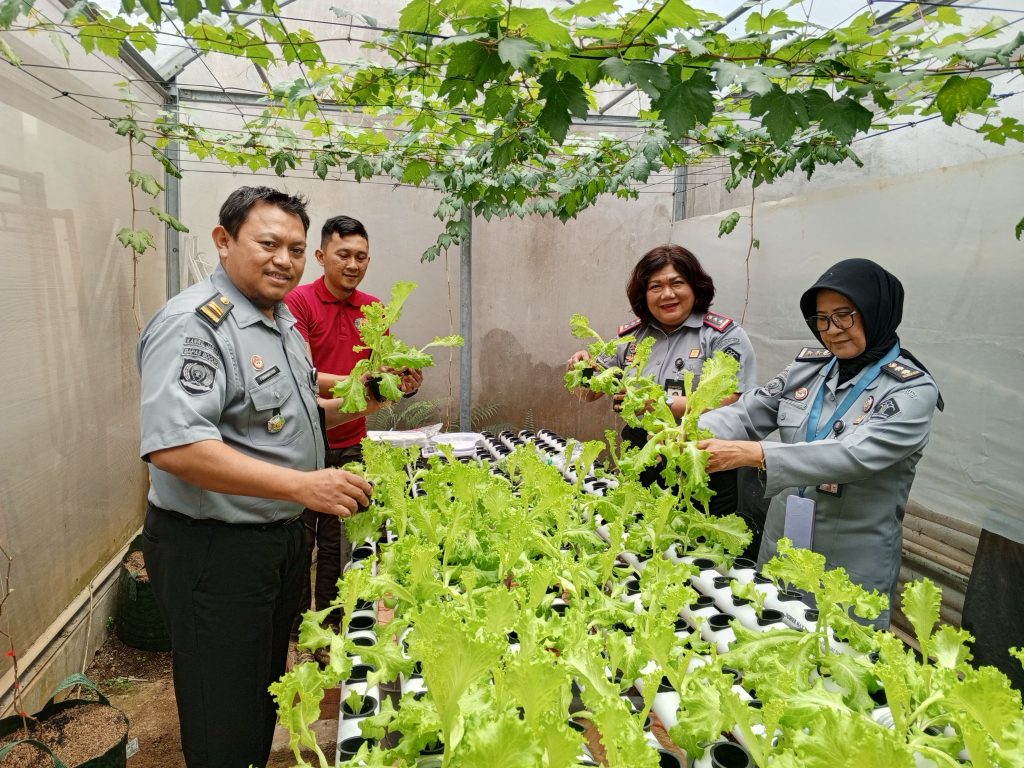 Klien Pemasyarakatan Bapas Bogor Sukses Panen dan Kembangkan Tanaman Hidroponik I Harian Terbit