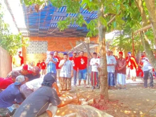 Kholid Ismail Kurban 23 Ekor Sapi, 8 Diantaranya Jenis Limosin Bobot 1 Ton