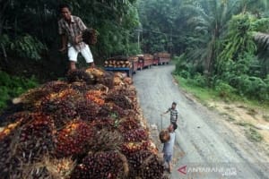 Disebutkan Akan Ganti Rugi, Begini Fakta Sebenarnya Kesepakatan Dengan Apkasindo 4 Disebutkan Akan Ganti Rugi, Begini Fakta Sebenarnya Kesepakatan Dengan Apkasindo