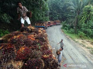 Disebutkan Akan Ganti Rugi, Begini Fakta Sebenarnya Kesepakatan Dengan Apkasindo