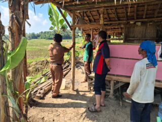 Mantap, Bulog Lebak Dan Pandeglang Gencar Serap Gabah Petani