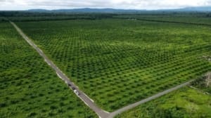 Ptpn Iv Regional V Kedepankan Musyawarah: Langkah Hukum Demi Jaga Aset Negara 3 Ptpn Iv Regional V Kedepankan Musyawarah: Langkah Hukum Demi Jaga Aset Negara