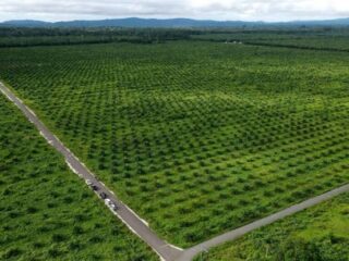 Ptpn Iv Regional V Kedepankan Musyawarah: Langkah Hukum Demi Jaga Aset Negara