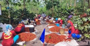 Hasil Transformasi, Ptpn Target Produksi Kopi Tertinggi Mencapai 1.200 Ton 3 Hasil Transformasi, Ptpn Target Produksi Kopi Tertinggi Mencapai 1.200 Ton