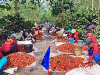Hasil Transformasi, Ptpn Target Produksi Kopi Tertinggi Mencapai 1.200 Ton
