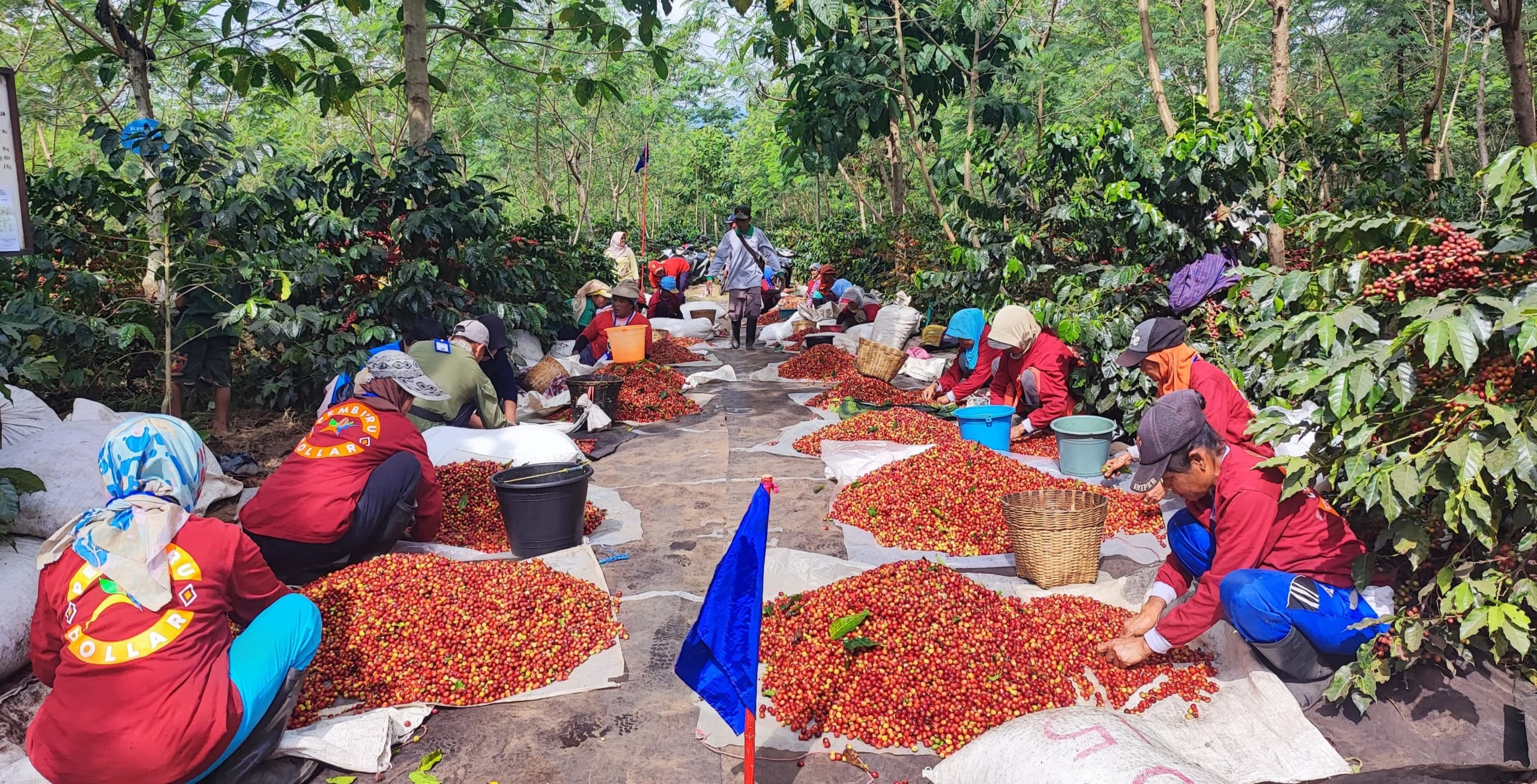 Hasil Transformasi, Ptpn Target Produksi Kopi Tertinggi Mencapai 1.200 Ton 1 Hasil Transformasi, Ptpn Target Produksi Kopi Tertinggi Mencapai 1.200 Ton