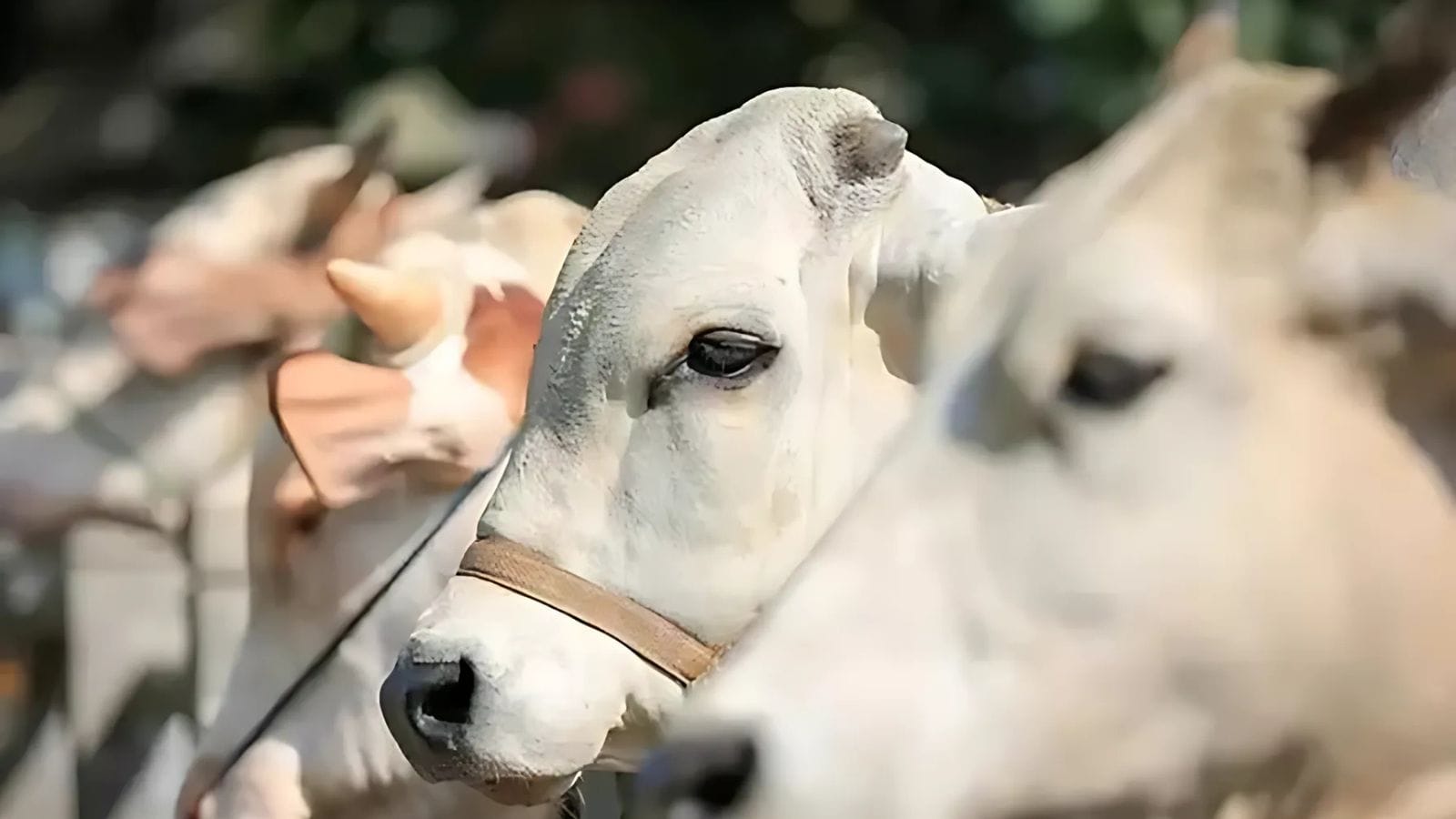 Jelang Hari Raya Idul Adha, Karyawan Muslim Palmco Siapkan Ribuan Hewan Qurban 1 Jelang Hari Raya Idul Adha, Karyawan Muslim Palmco Siapkan Ribuan Hewan Qurban