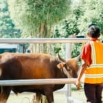 Muslim Palmco Rampungkan Penyaluran 61 Ton Paket Daging Kurban Di 50 Kabupaten Dan Kota