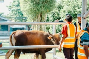 Muslim Palmco Rampungkan Penyaluran 61 Ton Paket Daging Kurban Di 50 Kabupaten Dan Kota 1 Muslim Palmco Rampungkan Penyaluran 61 Ton Paket Daging Kurban Di 50 Kabupaten Dan Kota