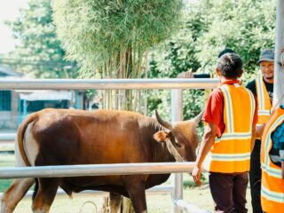 Muslim Palmco Rampungkan Penyaluran 61 Ton Paket Daging Kurban Di 50 Kabupaten Dan Kota