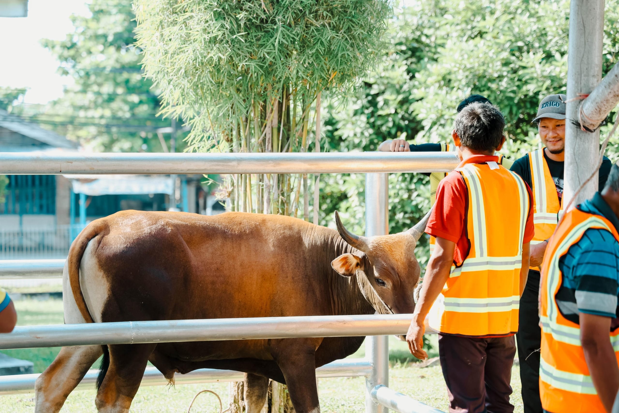 Muslim Palmco Rampungkan Penyaluran 61 Ton Paket Daging Kurban Di 50 Kabupaten Dan Kota 1 Muslim Palmco Rampungkan Penyaluran 61 Ton Paket Daging Kurban Di 50 Kabupaten Dan Kota