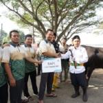 Rayakan Idul Adha, Pln Indonesia Power Ubp Lontar Bagikan Hewan Kurban Kepada Masyarakat