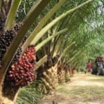 Dituding Rampas Tanah Masyarakat, Ini Kronologis Lahan Ptpn Iv Regional 2 Wilayah Angkona Di Luwu Timur, Sulawesi Selatan