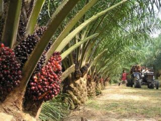 Dituding Rampas Tanah Masyarakat, Ini Kronologis Lahan Ptpn Iv Regional 2 Wilayah Angkona Di Luwu Timur, Sulawesi Selatan