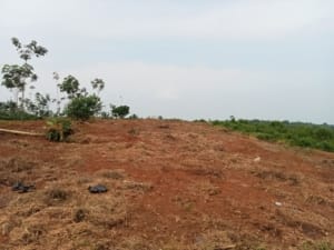 Program Jagung 1 Juta Hektare Mangkrak, Dprd Soroti Lahan Kosong Di Pandeglang 8 Program Jagung 1 Juta Hektare Mangkrak, Dprd Soroti Lahan Kosong Di Pandeglang